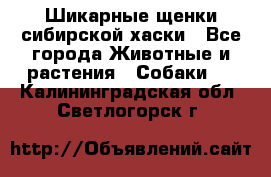 Шикарные щенки сибирской хаски - Все города Животные и растения » Собаки   . Калининградская обл.,Светлогорск г.